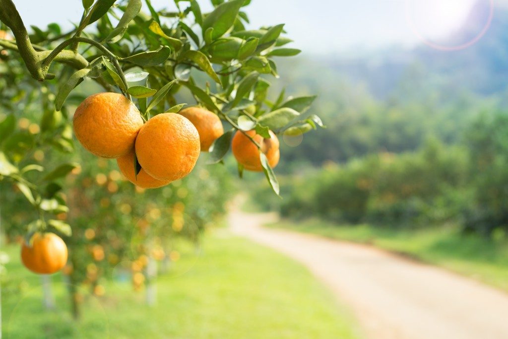 oranges in the produce farm
