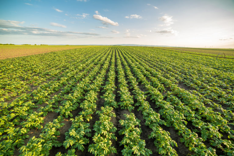 crops on a plot of land