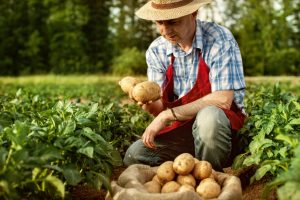 a male farmer harvesting potatoes